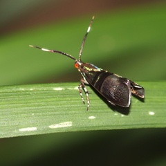 Saptha libanota