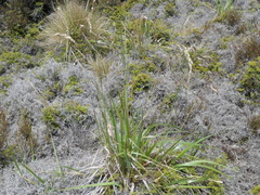 Anthoxanthum redolens