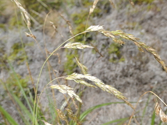 Anthoxanthum redolens