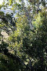 Maytenus acuminata