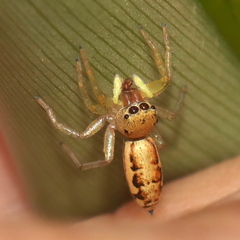 Cosmophasis lami
