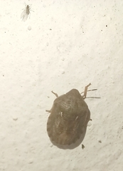 Eurygaster integriceps