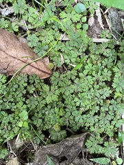 Hydrocotyle dissecta