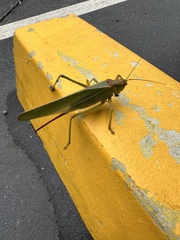 Terpandrus