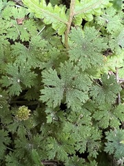 Hydrocotyle dissecta