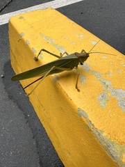 Terpandrus