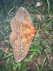 Procitheronia principalis