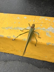Terpandrus