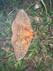 Procitheronia principalis