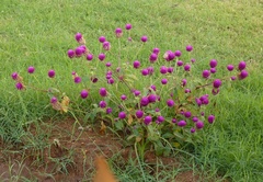 Gomphrena globosa