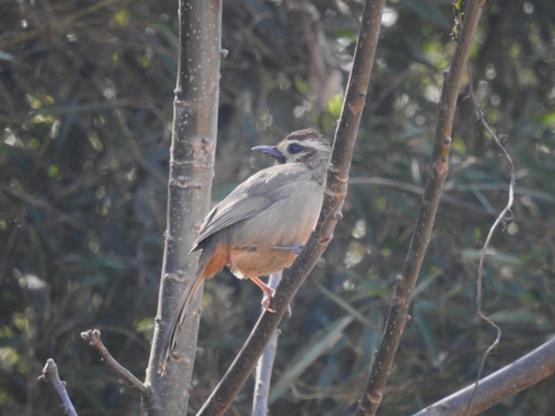 White-browed Laughingthrush