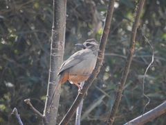Pterorhinus sannio