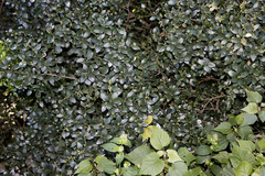 Robsonodendron eucleiforme