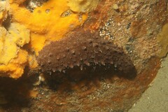 Australostichopus mollis