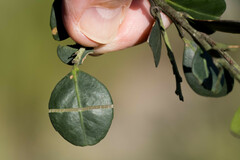 Robsonodendron eucleiforme