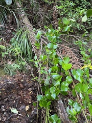 Griselinia lucida