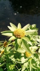 Bidens comosa