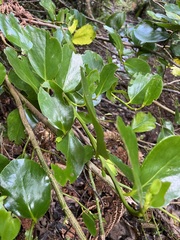 Griselinia lucida