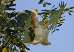Sesbania grandiflora