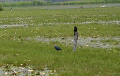 Porphyrio poliocephalus