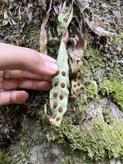 Loxogramme dictyopteris