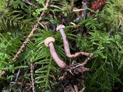 Cudonia circinans