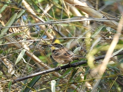 Emberiza elegans