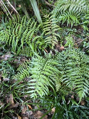Asplenium lamprophyllum
