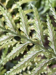 Asplenium lamprophyllum
