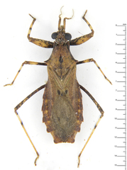 Dulitocoris