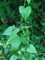 Fallopia dumetorum