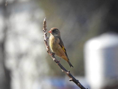 Black-headed Greenfinch