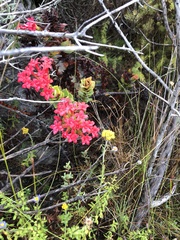 Crassula coccinea