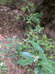 Pimelea drupacea