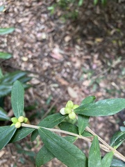 Pimelea drupacea