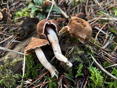 Cortinarius armeniacus