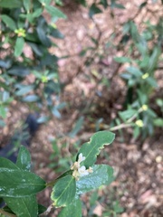 Pimelea drupacea