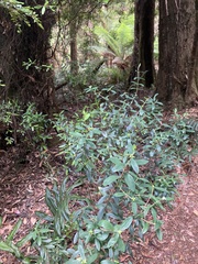 Pimelea drupacea