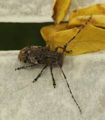Mesosa nebulosa