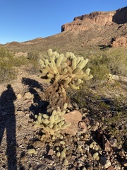 Cylindropuntia bigelovii