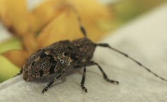 Mesosa nebulosa
