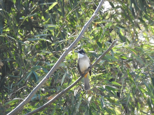 Brown-breasted Bulbul