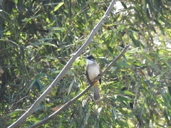 Pycnonotus xanthorrhous