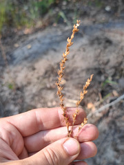 Veronica verna