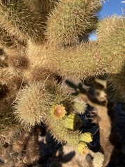 Cylindropuntia bigelovii