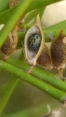 Carmichaelia australis