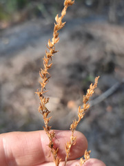 Veronica verna