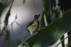 Leiothlypis celata