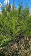 Carmichaelia australis