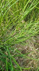 Carmichaelia australis